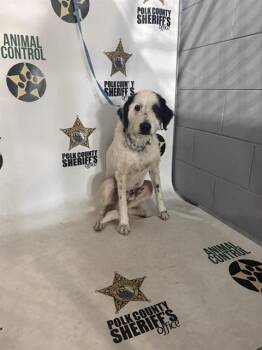 MR. PEABODY -  German Wirehaired Pointer and Mixed Breed Dog for Adoption in Winter Haven, Florida - MR. PEABODY | PetCurious