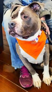 Rescue Staffordshire Bull Terrier Dogs for Adoption in Huntington, New York - PRIMO | PetCurious
