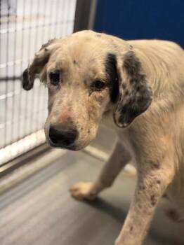 A255727 -  Labrador Retriever and Mixed Breed Dog for Adoption in Visalia, California - A255727 | PetCurious
