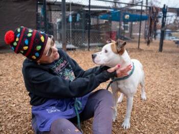 Mixed Breed Dogs Available for Adoption - Cider | PetCurious