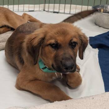 Mixed Breed Dogs Available for Adoption - Rhett | PetCurious
