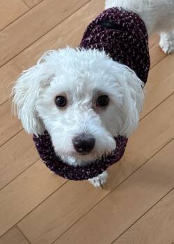 Havanese and Poodle Dogs Available for Adoption - Milo | PetCurious