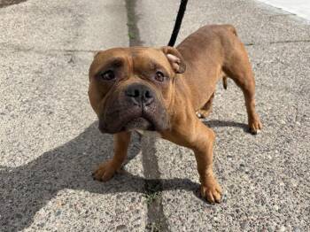 BENITO -  American Bulldog and Pit Bull Terrier Dog for Adoption in Minneapolis, Minnesota - BENITO | PetCurious