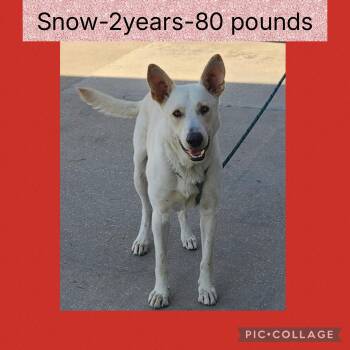 Rescue German Shepherd Dog Dogs for Adoption in New Iberia, Louisiana - Snow | PetCurious