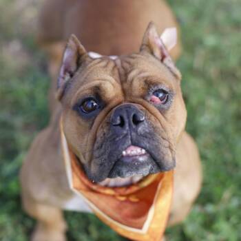 MISS PIGGY -  American Bulldog Dog for Adoption in San Antonio, Texas - MISS PIGGY | PetCurious
