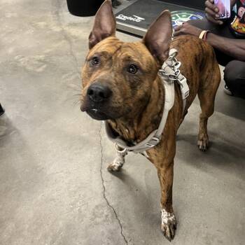 Bam Bam -  Terrier Dog for Adoption in Tampa, Florida - Bam Bam | PetCurious