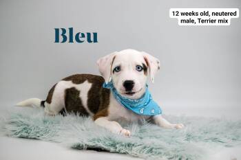 Bleu -  Terrier Dog for Adoption in Sevierville, Tennessee - Bleu | PetCurious