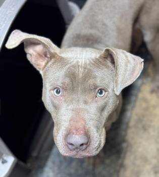 Rescue Mixed Breed Dogs for Adoption in Vassalboro, Maine - Javier | PetCurious