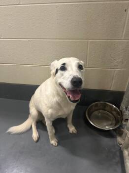 Lady -  Australian Shepherd and Shepherd Dog for Adoption in Johnson City, Tennessee - Lady | PetCurious