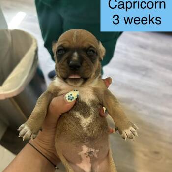 Capricorn -  Mixed Breed Dog for Adoption in Tampa, Florida - Capricorn | PetCurious