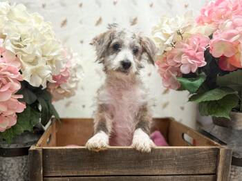 Cheesecake -  Terrier Dog for Adoption in Newberg, Oregon - Cheesecake | PetCurious