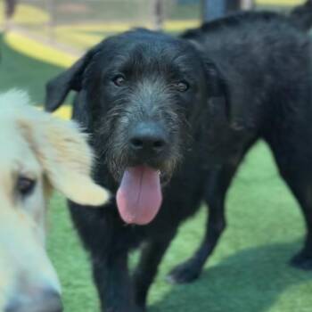 Hemi A2271820 -  Irish Wolfhound and Giant Schnauzer Dog for Adoption in Middletown, New York - Hemi A2271820 | PetCurious