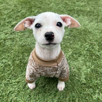 Rescue Chihuahua and Rat Terrier Dogs for Adoption in Modesto, California - Whip Cream | PetCurious