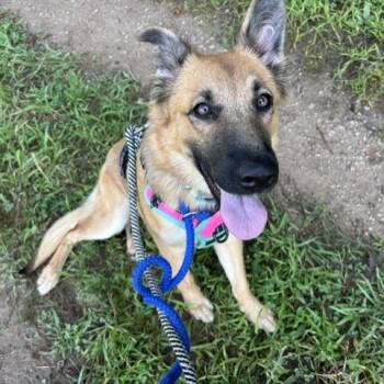 Anika -  Shepherd Dog for Adoption in Branford, Connecticut - Anika | PetCurious