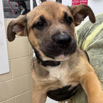 Mozzarella (black) -  Mixed Breed Dog for Adoption in Winston-salem, North Carolina - Mozzarella (black) | PetCurious