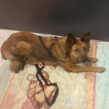 Tiger Lily -  Shepherd Dog for Adoption in Palm Springs, California - Tiger Lily | PetCurious