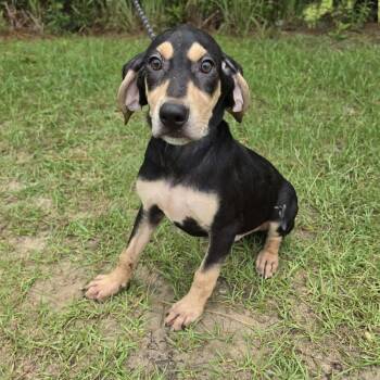 Travis -  Treeing Walker Coonhound and Labrador Retriever Dog for Adoption in Foley, Alabama - Travis | PetCurious