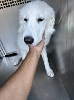 Rescue Great Pyrenees and Mixed Breed Dogs for Adoption in Fort Worth, Texas - 59726625 | PetCurious