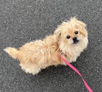 Shih Tzu Dogs Available for Adoption in Stratham, New Hampshire - Daisey | PetCurious