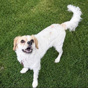 Cocker Spaniel and Cavalier King Charles Spaniel Dogs Available for Adoption in Houston, Texas - Coco (Dog & Family Friendly Shadow And Cuddler) | PetCurious