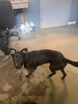 PEPPER -  American Staffordshire Terrier and Mixed Breed Dog for Adoption in Tallahassee, Florida - PEPPER | PetCurious