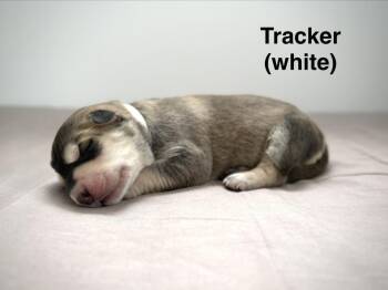 Retriever and Shepherd Dogs Available for Adoption in Calgary, Alberta - Tracker | PetCurious