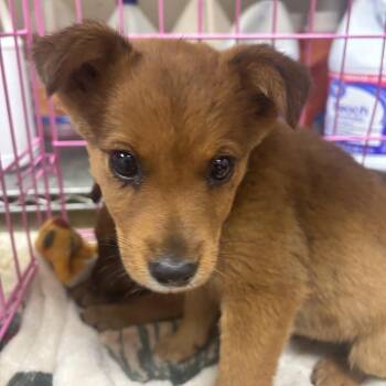 Fox - 050601U -  Feist and Mixed Breed Dog for Adoption in Tupelo, Mississippi - Fox - 050601U | PetCurious