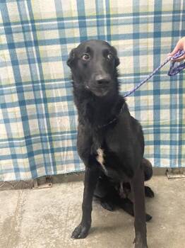 Dutch Shepherd and Mixed Breed Dogs Available for Adoption - TY | PetCurious