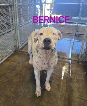 Bernice -  Dogo Argentino Dog for Adoption in Severance, Colorado - Bernice | PetCurious