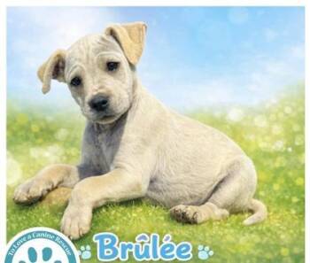 Mixed Breed Dogs Available for Adoption in West Chester, Pennsylvania - Brulee | PetCurious
