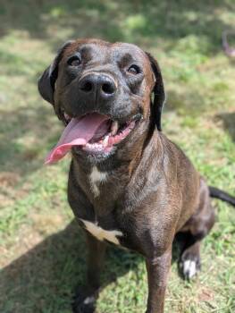 Rescue Retriever Dogs for Adoption in Dover, Arkansas - Peeps | PetCurious