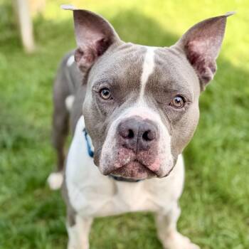 Blue -  American Bully Dog for Adoption in Stafford Township, New Jersey - Blue | PetCurious