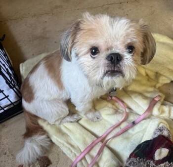 Rusty -  Shih Tzu and Mixed Breed Dog for Adoption in Schertz, Texas - Rusty | PetCurious