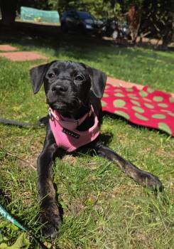 Mixed Breed Dogs Available for Adoption in Wayne, New Jersey - Sally | PetCurious