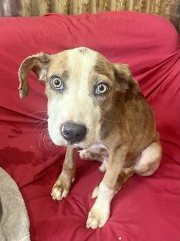 Rescue Catahoula Leopard Dog Dogs for Adoption in Brewton, Alabama - Happy Asher | PetCurious