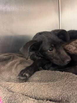 Inky -  Poodle Dog for Adoption in Portland, Maine - Inky | PetCurious