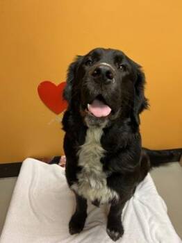Loafer -  Mixed Breed Dog Available for Adoption in Bellingham, Washington - Loafer | PetCurious
