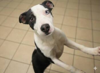 Border Collie and Mixed Breed Dogs Available for Adoption in Bowling Green, Kentucky - Luna - SPONSORED | PetCurious