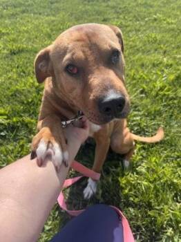 Shar Pei and Mixed Breed Dogs Available for Adoption in Kansas City, Missouri - Cindi | PetCurious