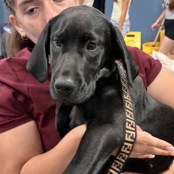 Jeff -  Black Labrador Retriever Dog for Adoption in Newark, New Jersey - Jeff | PetCurious
