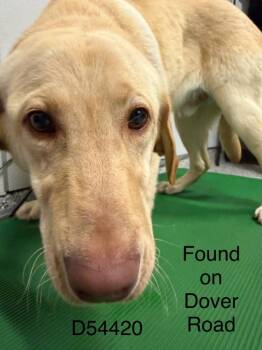 Labrador Retriever Dogs Available for Adoption in Clarksville, Tennessee - James | PetCurious