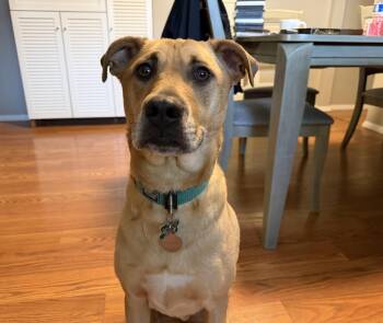 Black Mouth Cur and Labrador Retriever Dogs Available for Adoption in Aurora, Illinois - Brewer | PetCurious