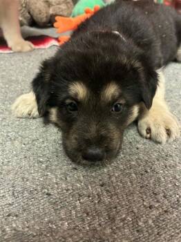 A255353 -  Border Collie and Mixed Breed Dog for Adoption in Visalia, California - A255353 | PetCurious