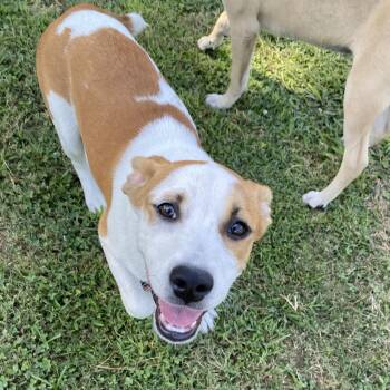Amanda -  Pit Bull Terrier Dog for Adoption in Pembroke, Massachusetts - Amanda | PetCurious