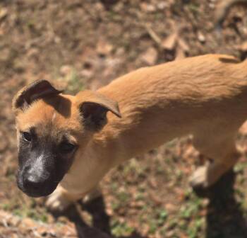 Belgian Shepherd Malinois Dogs Available for Adoption - Denise | PetCurious