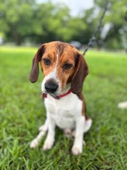 Fred -  Beagle and Mixed Breed Dog for Adoption in Aiken, South Carolina - Fred | PetCurious