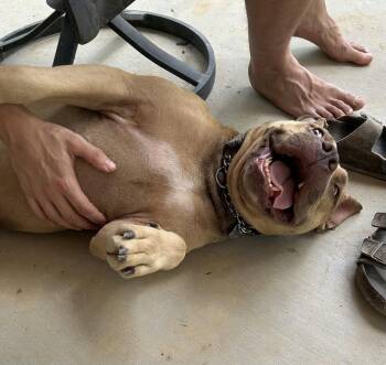 Bubbalane -  Terrier Dog for Adoption - Bubbalane | PetCurious