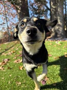 Rescue German Shepherd Dog and Rottweiler Dogs for Adoption in Wilmington, North Carolina - Waffles | PetCurious