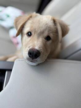 Coco -  Labrador Retriever Dog for Adoption - Coco | PetCurious
