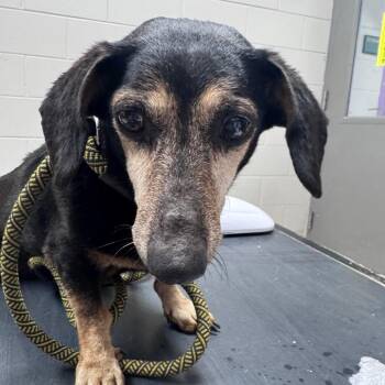 Molly -  Dachshund Dog for Adoption in Lufkin, Texas - Molly | PetCurious